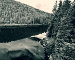 NeguraBunget Tau 2015 Front