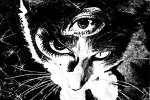 TokyoShoegazerRemains